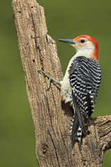 Male Redbellied Woodpecker ( Melanerpes carolinus) clinging to a stump with a green background.