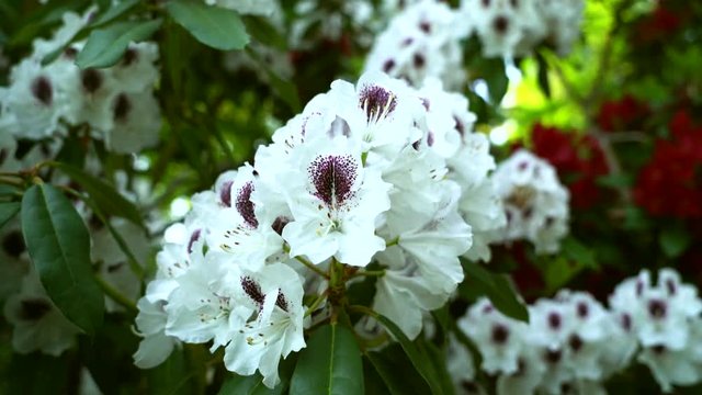 Beautiful white rhododendron flower..
