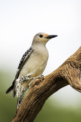 Female Redbellied Woodpecker ( Melanerpes carolinus) standing on a stump with a white background.