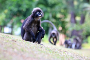 Monkey walk in the garden,Dusky langur 