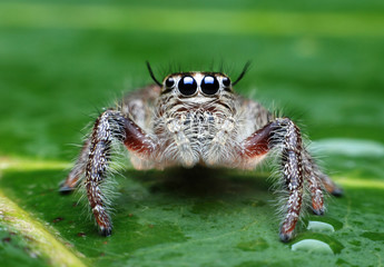 Jumping Spider.