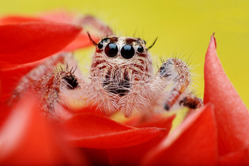 Jumping Spider.