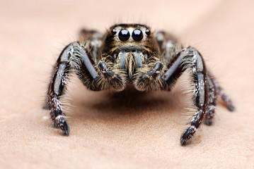 Jumping Spider.