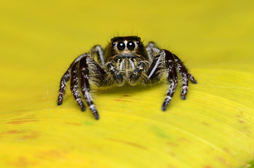 Jumping Spider.