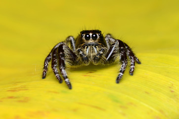 Jumping Spider.
