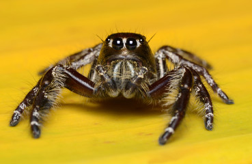 Jumping Spider.