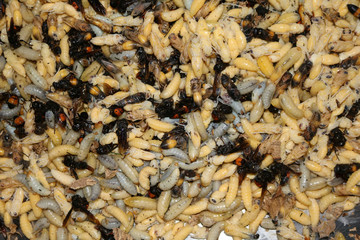 Wasp nest and larva life cycle. 
