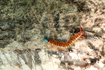 Obraz na płótnie Canvas Centipede with beautiful colors in the garden. 