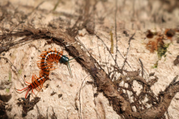 Centipede with beautiful colors in the garden.  