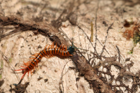 Centipede with beautiful colors in the garden.  