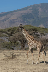 Walking giraffe