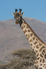 Giraffe