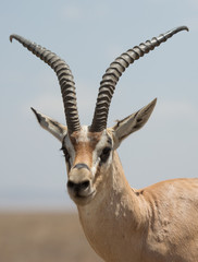 Grant's gazelle