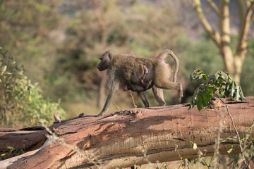 Mom and baby baboon