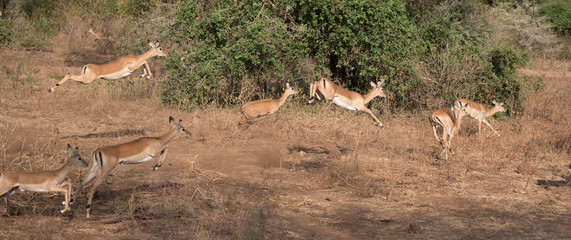 Leaping impalas