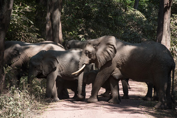 Elephants in the road