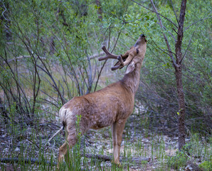 Deer at Zion National Park
