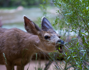 Deer at Zion National Park