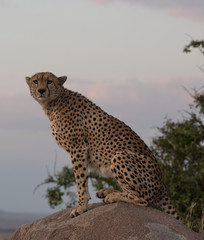 Cheetah listening