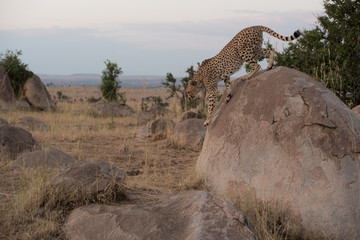Cheetah in motion