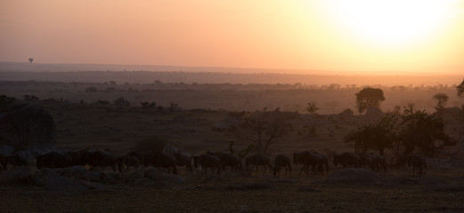 Fototapeta na wymiar Serengeti sunrise wide