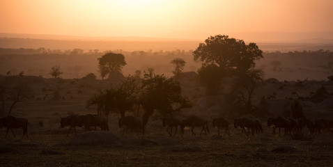 Fototapeta na wymiar Serengeti sunrise