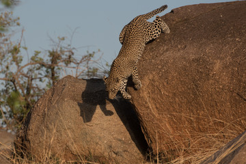 Leaping leopard