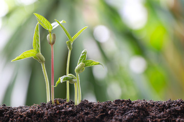 Green bean sprouts on soil in the vegetable garden and have nature bokeh background.