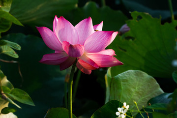 pink lotus flower