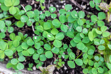 Patch of vibrant green clovers