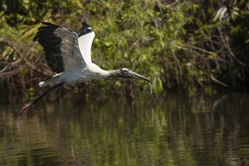 Wood stork flying low over water of a Florida swamp.