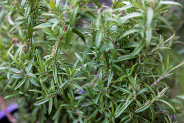 Bush of fresh growing rosemary leaves in a home garden