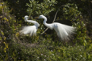Pair of great egrets with ritual mating behavior in Florida.