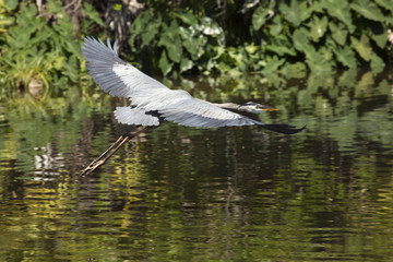 Great blue heron flying low over water in central Florida.