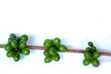Coffee tree with green coffee beans on the branch  on  white