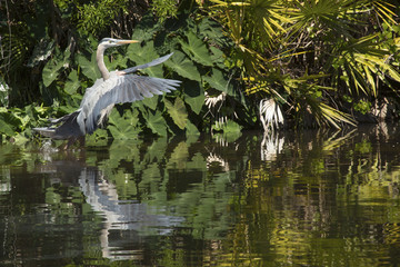 Great blue heron taking off from a swamp in Florida.