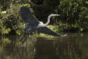 Great blue heron flying low over water in central Florida.