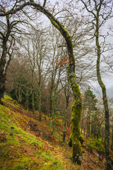 Obraz premium A forest covered with moss and lichen in the Serra da Estrela mountains. County of Guarda. Portugal