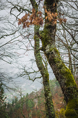 A forest covered with moss and lichen in the Serra da Estrela mountains. County of Guarda. Portugal