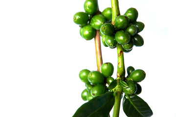 Coffee tree with green coffee beans on the branch  on  white