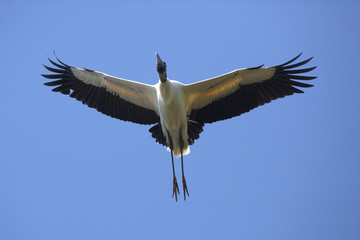 Wood stork flying directly overhead in central Florida.