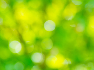 Fototapeta premium the abstract background of natural light bokeh from Leaves with green yellow orange color