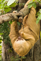 Sloth