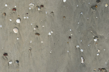 Shell on the sand.