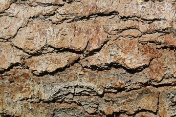 Chunky Bark