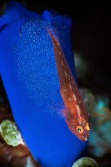 Goby on Eggs