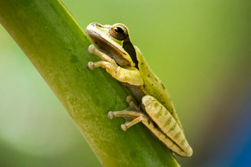 Tree Frog