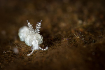 Almost Microscopic
