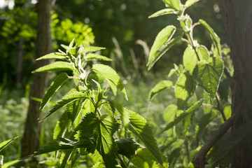 nettle in meadow, baxk lit, selective focus