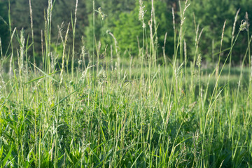 closeup to flowering grass
